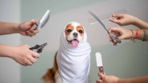 Die richtigen Werkzeuge für die Hundepflege